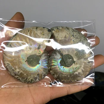 2vnt natūralus vaivorykštinis ammonite shell Iškastinio gabalas Madagaskaras ammonite iškastinio mineralinių pavyzdys