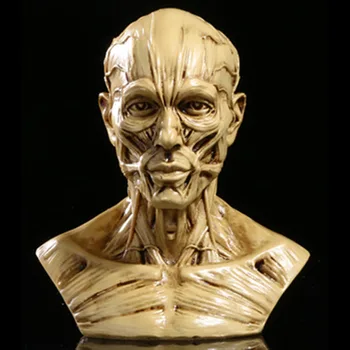 Helovinas Aukštos Kokybės Dervos Amatininkas, Krūtinė Kūno Kaukolės Anatomijos Raumenų Modeliavimas Medicinos Manekenas Statula Pav Švietimo Modelis