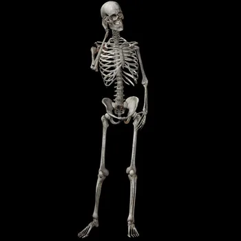 90cm Modeliavimas Žmogaus Skeletas Ornamentu Halloween Party Bar Haunted House Rekvizitai
