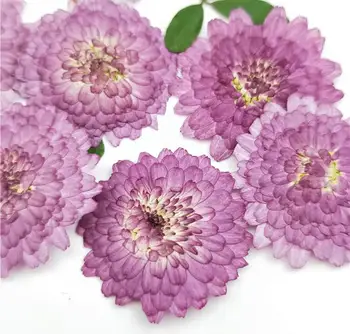 100vnt Presuotų Džiovintų Violetinė Daisy Gėlių, Augalų Herbariumas Papuošalai Žymą Atvirukas Telefono dėklas 