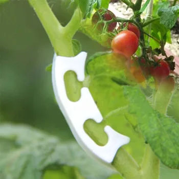 50Pcs Augalų Vynmedžių Sodinukai Skiepyti Išlaikyti Įrašus Sodo Gėlių Pomidorų Įrašus Vaisių Filialai Kompensuoti Paramos Priemonė