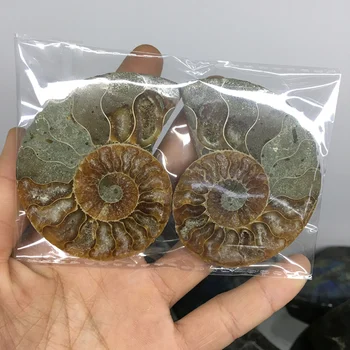 2vnt natūralus vaivorykštinis ammonite shell Iškastinio gabalas Madagaskaras ammonite iškastinio mineralinių pavyzdys