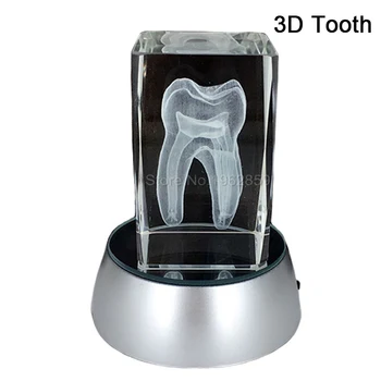 Dantų 3D Danties Modelis Aiškiai Krištolas Stendas Su LED Lempos Stovas Pobūdžio Dantų Spalvinga Vaikų Burnos Suvenyras, Dovana Decorarion