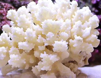 Natūralus lukštais myli baltųjų koralų rifų žuvų bakas kraštovaizdžio akvariumas dekoratyvinės papuošalai
