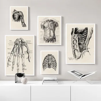 Žmogaus Anatomija Kūrinys Medicinos Sienos Nuotrauka Raumenų Skeletas Derliaus Plakatas Šiaurės Drobė Spausdinti Švietimo Tapyba, Modernus Dekoro
