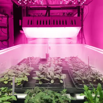 LED grow light 1500W Visą Spektrą Kambarinių augalų sėklos, daržovių bloom vaisinių augalų lempa auga palapinė patalpų augalams augti, led lempos